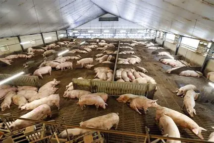 Piggery farming